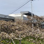 5月下旬「日本一遅く咲く桜（新事務所をバックに）歯舞漁港」