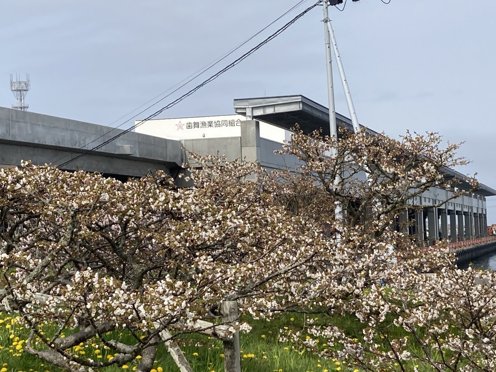 ⑬5月下旬「日本一遅く咲く桜（新事務所をバックに）歯舞漁港」