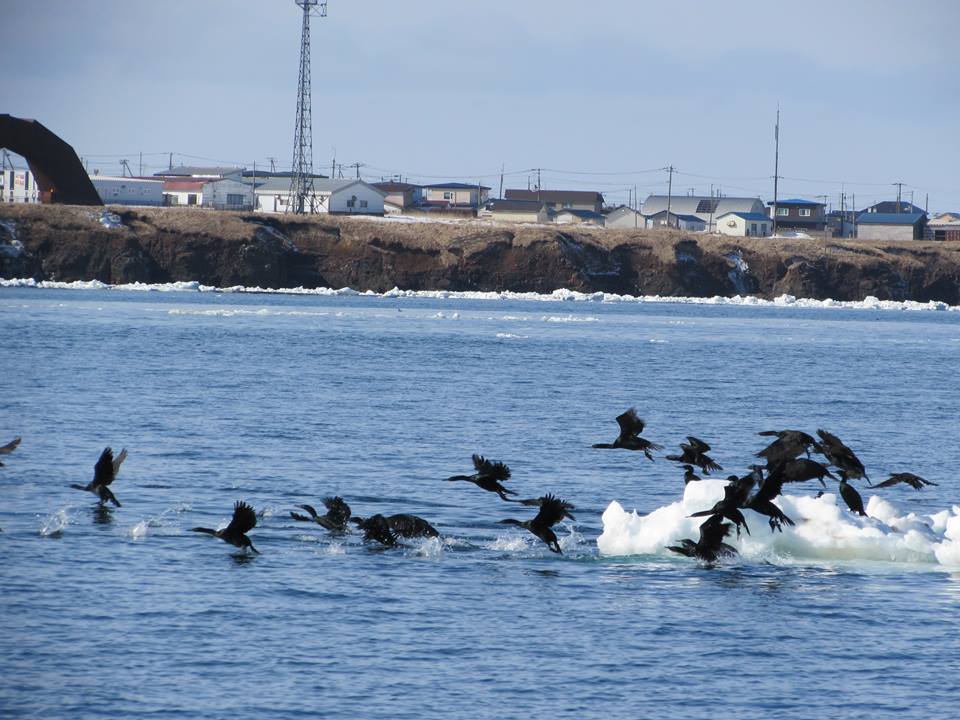 ⑪3月「納沙布岬（流氷と野鳥）歯舞漁港」