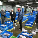 セリの様子（旧荷捌場）